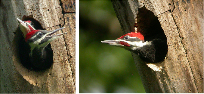 Pileated Woodpecker young