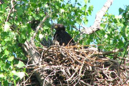 Young Bald Eagle in Nest North of East Grand Forks, Spring 2009