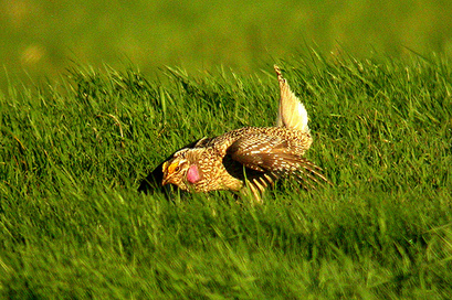 Sharp-tailed Grouse displaying